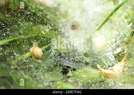 Lumaca su un velo con gocce di rugiada del mattino. Vista laterale. Foto ad alta risoluzione. Foto Stock