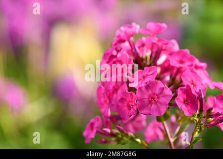 Primo piano fiore viola di flox (Phlox douglasii) pianta, su sfondo erbaceo. Foto ad alta risoluzione Foto Stock