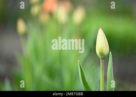 Un germoglio chiuso di un tulipano giovane. Orticoltura e floricoltura. Foto ad alta risoluzione. Messa a fuoco selettiva. Profondità di campo bassa. Foto Stock