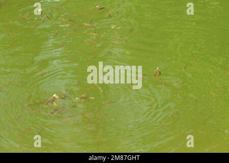 Carpe nel fiume. La carpa si nutre attivamente sulla superficie dell'acqua. Foto ad alta risoluzione. Messa a fuoco selettiva. Foto Stock