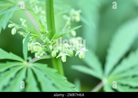 Gambi giovani di cannabis con fiori. Foto ad alta risoluzione. Messa a fuoco selettiva. Foto Stock