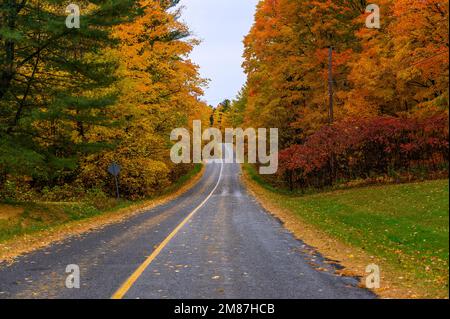 La strada di campagna a due corsie attraversa una foresta di alberi di acero, oggi in fiamme con i colori mutevoli dell'autunno. Foto Stock