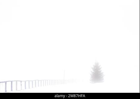 La linea di recinzione scompare nella nebbia fitta. Un albero sempreverde è in gran parte nascosto da una fitta nebbia. Foto Stock