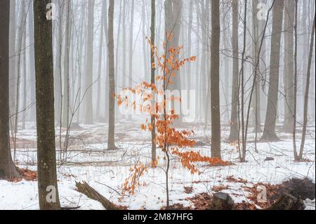 Nebbia fitta nella foresta di acero Foto Stock