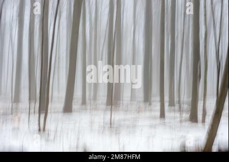 Nebbia fitta nella foresta di acero Foto Stock