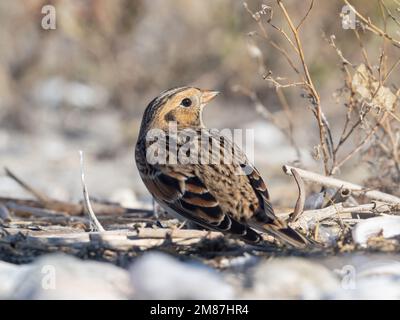 Il piumaggio di base autunnale Lapponia Longspur si nutre tra la vegetazione su una spiaggia di ciottoli Foto Stock