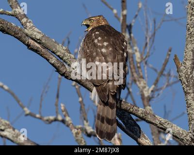 Primo piano di un Hawk immaturo di Cooper appollaiato su un ramo Foto Stock