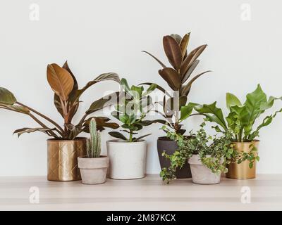 Piante di casa in vasi colorati diversi su tavola contro muro bianco. Arredamento della casa, home design, decorazione della casa, piante. Vista frontale. Spazio di copia Foto Stock