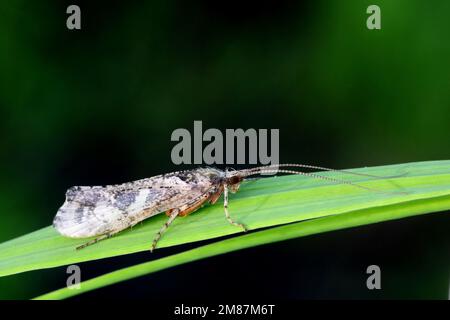 Caddisfly, Glyphotaelius pellucidus, chiamato anche sedge-fly o rail-fly Foto Stock