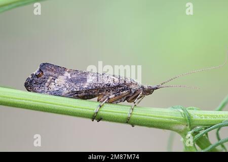 Caddisfly (Trichopter sp), chiamato anche sedge-fly o rail-fly Foto Stock