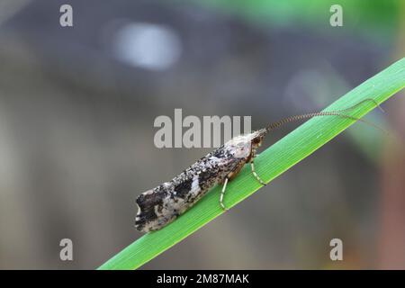 Caddisfly, Glyphotaelius pellucidus, chiamato anche sedge-fly o rail-fly Foto Stock