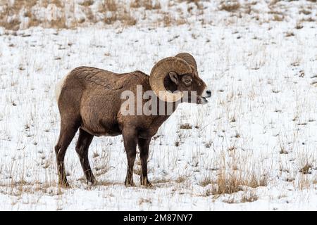 Pecore Big Horn nel Montana Foto Stock