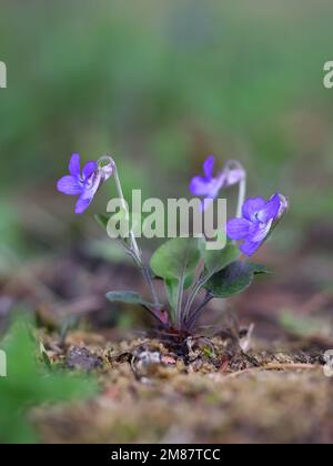 Teesdale violetto, Viola rupestris, fiore di primavera selvatico dalla Finlandia Foto Stock