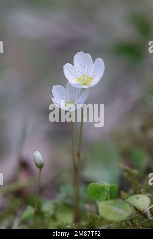 Oxalis acetosella, comunemente noto come legno Sorrel o legno comune-Sorrel, fiore di primavera selvatica dalla Finlandia Foto Stock