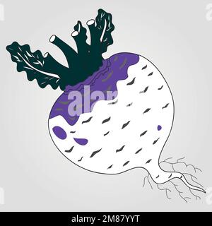 Illustrazione vettoriale disegnata a mano - Turnip mare con vettore foglia. Fiore pianta con foglie Illustrazione Vettoriale