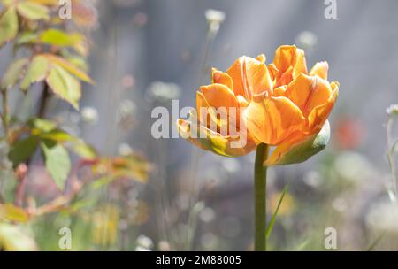 Tulip Cilesta, fiori primaverili in una giornata di sole. Tulipa, Liliaceae. Tulipani in spugna rosso-giallo Doppia fioritura precoce in giardino. Messa a fuoco selettiva di uno Foto Stock