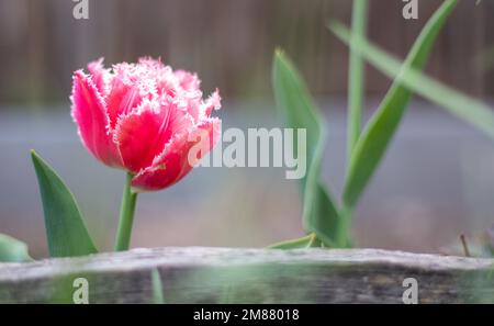 Una frangia fresca di cruscia di crusche di tulipano. Brest tulipano in fiore, tipo frangiato. Fuoco selettivo di un tulipano rosa o lilla in un giardino con foglie verdi Foto Stock