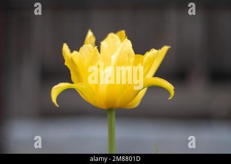 Fuoco selettivo di un tulipano giallo nel giardino con foglie verdi. Sfondo sfocato. Un fiore che cresce tra l'erba in una calda giornata di sole Foto Stock