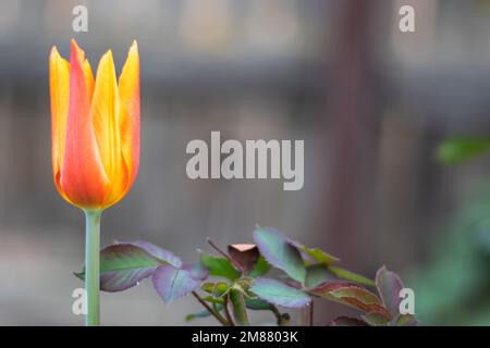 Fuoco selettivo di un tulipano giallo nel giardino con foglie verdi. Sfondo sfocato. Un fiore che cresce tra l'erba in una calda giornata di sole Foto Stock