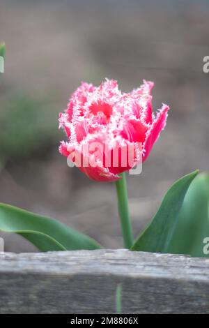 Una frangia fresca di cruscia di crusche di tulipano. Brest tulipano in fiore, tipo frangiato. Fuoco selettivo di un tulipano rosa o lilla in un giardino con foglie verdi Foto Stock