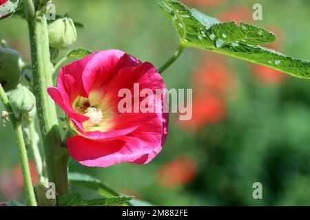 rote Stockrose (Alcea rosea) im Garten Foto Stock