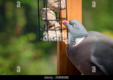 Piccione di legno in giardino domestico su alimentatore di uccelli mangiare suet palle grasse Foto Stock