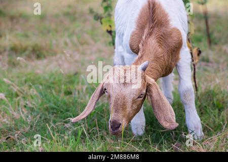Una capra di schwartzal, bianca con testa marrone oro, lunghe orecchie a fiasca e corna corte, pascolo Foto Stock