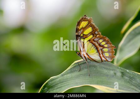 Lato ventrale, ali chiuse tra loro, di una farfalla di malachite su una foglia Foto Stock