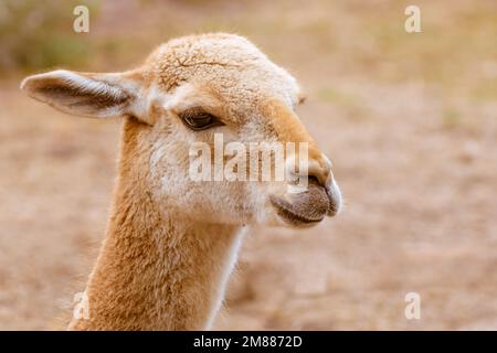 Primo piano del volto di vigna, vicuña, camelide simile ad alpaca o lama Foto Stock