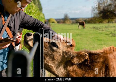 Vitello mucca Jersey con la testa attraverso recinzione di metallo che è accarezzato da persona Foto Stock