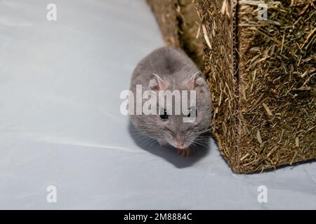 Criceto nana grigio che si nasconde accanto al giocattolo di fieno con spazio bianco Foto Stock