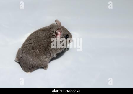 Criceto grigio zaffiro nana su sfondo bianco di stoffa Foto Stock