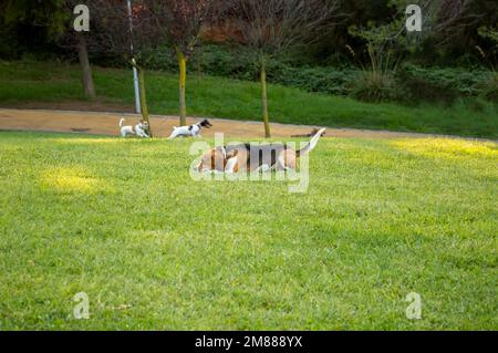 Un cane da falce adulto seduto e altri gioca e corre in un parco un campo aperto con erba verde con spazio copia. Foto Stock
