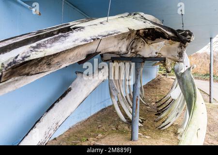 Scheletro di balena (Balaenoptera physalus) a Kilbrittain, West Cork, Irlanda. Foto Stock