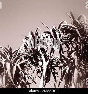 Immagine monocrita della parte superiore del sudafricano nativo Aloe Barberae o albero Aloe contro un cielo limpido. Foto Stock