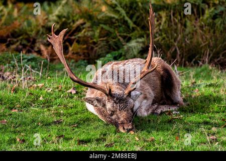 Stag dormire a Knole Park, Sevenoaks in Kent, Inghilterra Foto Stock