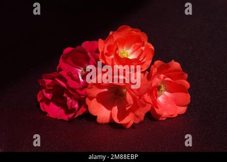 Rose rosse e arancioni su sfondo bordeaux Foto Stock