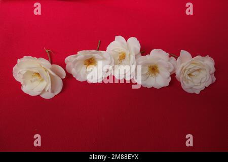 Linea di cinque belle e delicate rose bianche con stami gialli su sfondo di stoffa magenta Foto Stock