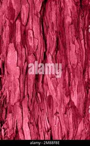 Fondo corteccia di sequoia astratto tonico nel colore magenta trendy dell'anno 2023. Sfondo naturale per il tuo design. Spazio di copia. Foto Stock