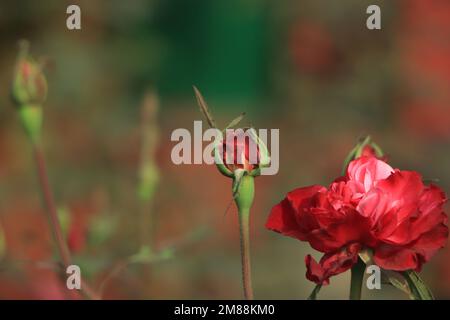rosa rossa e gocce di pioggia, forma elegante e gocce lucenti Foto Stock