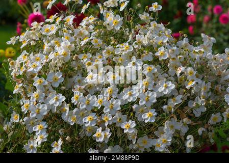 Anemoni cinesi a fiore bianco (Anemone hupehensis), Baviera, Germania Foto Stock