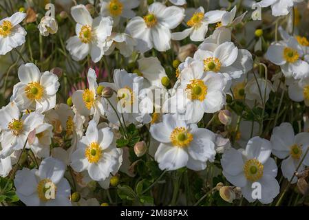 Anemoni cinesi a fiore bianco (Anemone hupehensis), Baviera, Germania Foto Stock