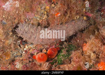 Spinner di cotone (Holothuria tubulosa) . Sito di immersione Riserva Marina Cap de Creus, Rosas, Costa Brava, Spagna, Mar Mediterraneo, Europa Foto Stock