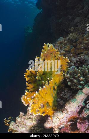 Corallo fuoco netto (Millepora dichotoma) su ripida parete. Sito di immersione Shaab Marsa Alam, Mar Rosso, Egitto, Africa Foto Stock