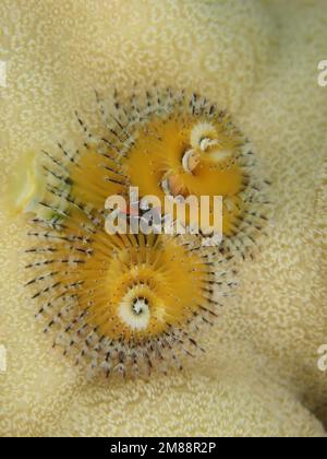 Verme giallo dell'albero di natale (Spirobranchus giganteus) . Sito di immersione St.. Johns, Mar Rosso, Egitto, Africa Foto Stock