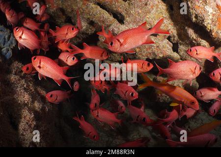 Gruppo di pesci soldato fritti bianchi (Myripristis murdian) . Sito di immersione Shaab Sharm, Mar Rosso, Egitto, Africa Foto Stock