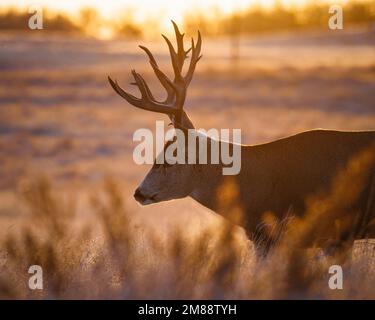 Mature Mule Deer (odocoileus hemionus) buck camminando attraverso l'erba in mattina alba Colorado, Stati Uniti Foto Stock