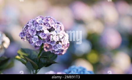 Primo piano macro di fiori di Hydrangea viola fioritura in giardino campo. 3d rendering realistico. messa a fuoco selettiva. Foto Stock