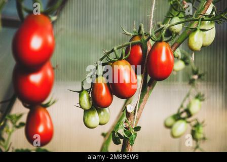 I pomodori di prugna nera maturano sulla vite in serra Foto Stock