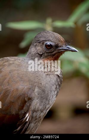 Nova, il superbo Lyrebird maschio (Menura novaehollandiae), a Healesville Sanctuary, era in un umore loquace. Si sedette accanto a me e imparò nuove parole! Foto Stock